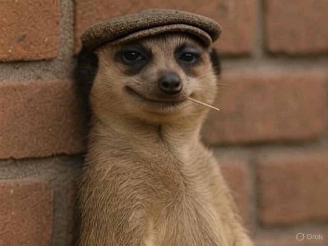 Meerkats famous meme on X (Twitter): What to know about this animal