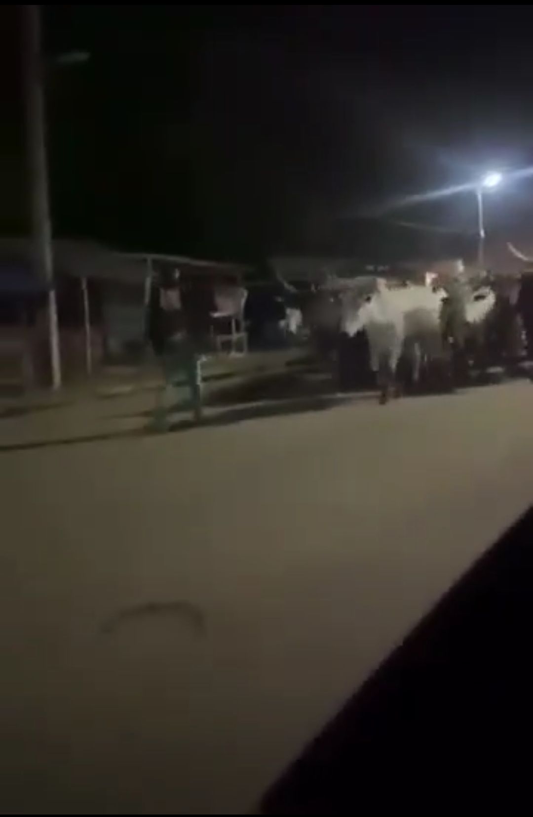  Man records moment Benue State govt Car escorts Cows in Makurdi