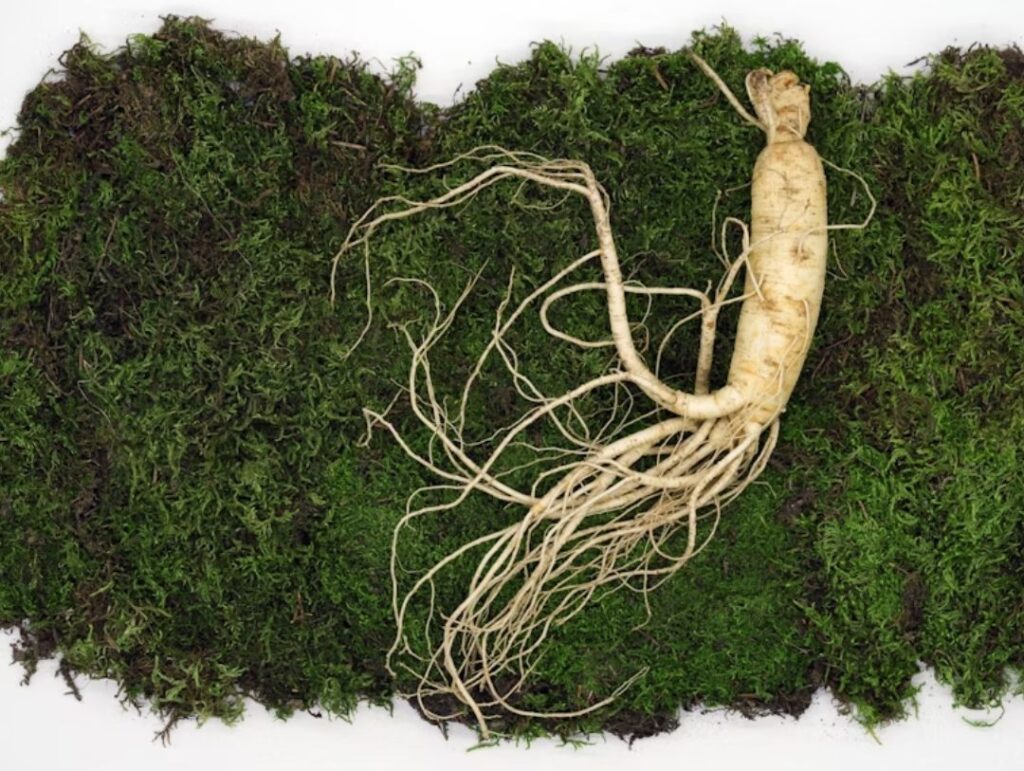 Natural Nootropics: Safe Brain Boosters or Just Hype?